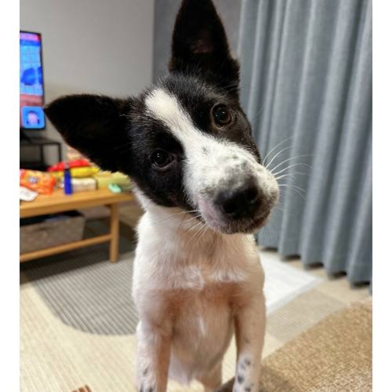 白黒中型犬mix の子犬」愛知県 - 犬の里親募集(506663) :: ペットの