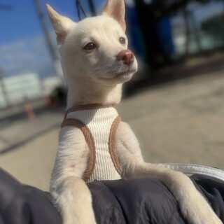 元気いっぱい中型犬mix の子犬　女の子