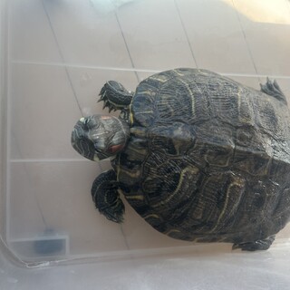 ミドリガメ(11歳)