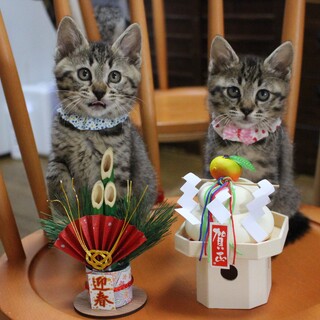 甘えん坊兄妹のあくあ＆まりん