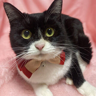 まん丸お目々！丸顔のマスク猫『ねむちゃん』