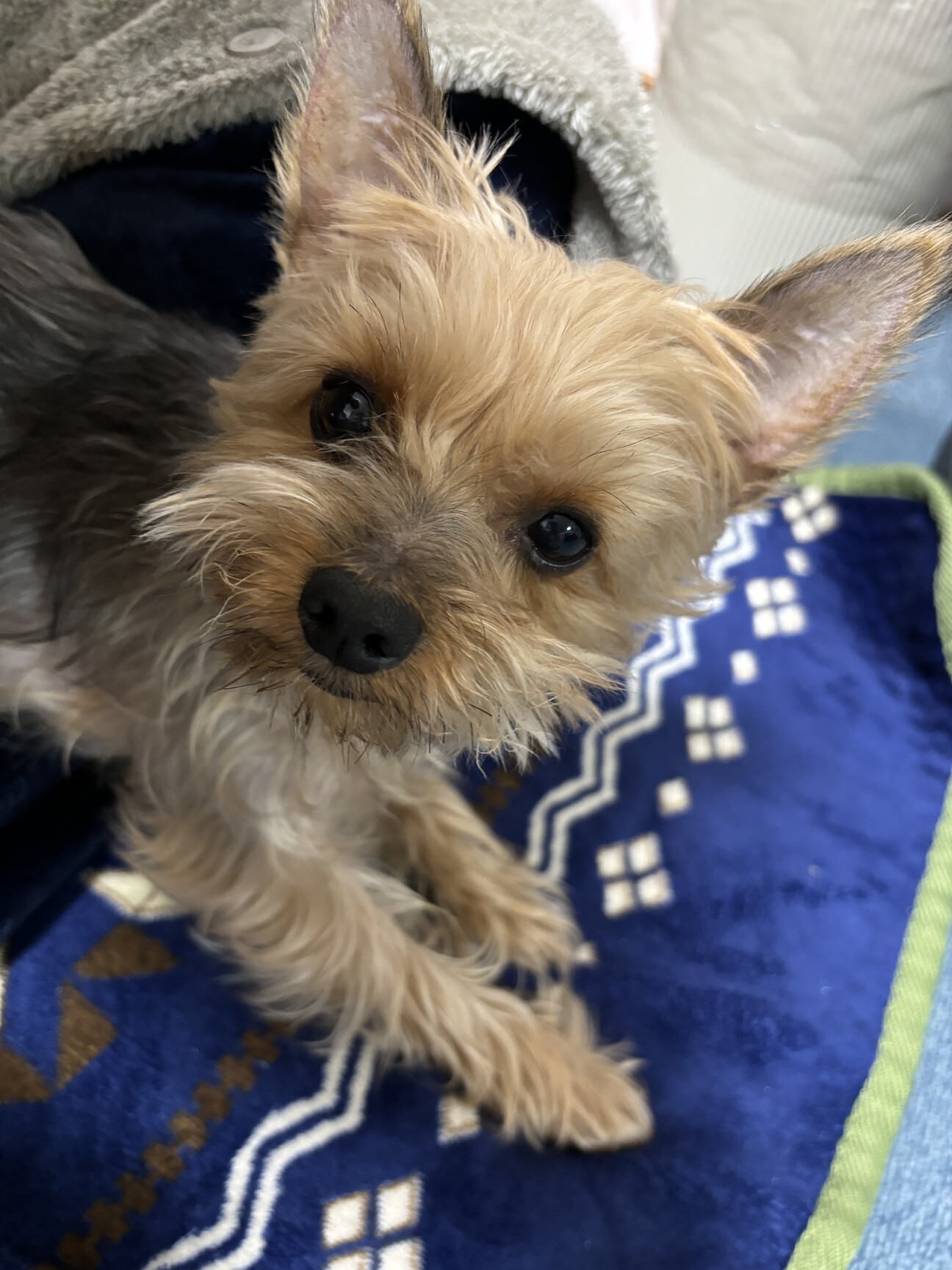 ヨークシャーテリアのアランくん」滋賀県 - 犬の里親募集(508617