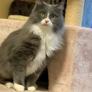 子猫の時からずっと外暮らしの子家族になってください