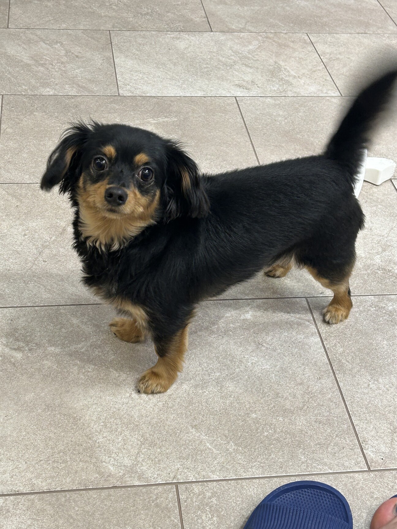 元気チワックスです。」東京都 - 犬の里親募集(508630) 1枚目の画像 
