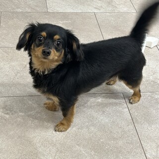 元気チワックスです。