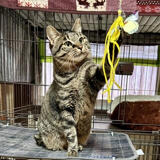 優しい里親様募集