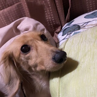 急募です。ミニチュアダックス