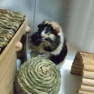 アビシニアンモルモットの女の子です