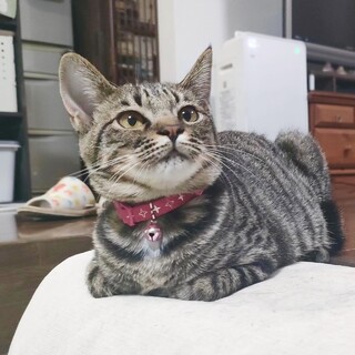 【3/9譲渡会】ムチムチ美少女♡トッポ