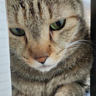 温厚で優しい♥️キジ猫の「レオ」♥️男の子