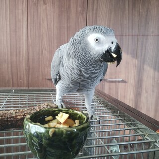 ヨウム 男の子 3歳