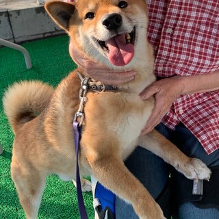 【一時停止中】元気な柴犬の男の子！