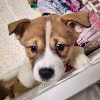 【相談中】保健所生まれの4姉妹　小春ちゃん　2ヶ月