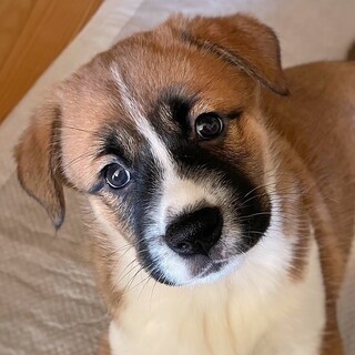 保健所生まれの4姉妹　千夏ちゃん　2ヶ月