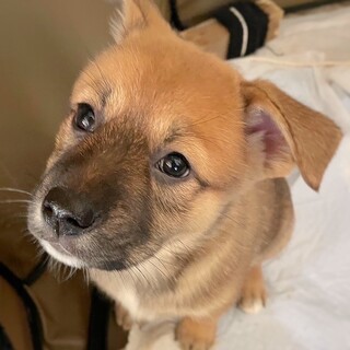 保健所生まれの4姉妹　冬香ちゃん　2ヶ月