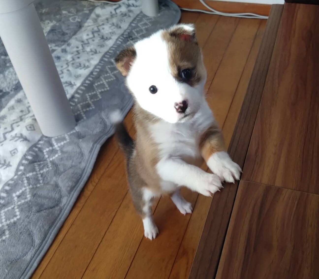 ベティちゃん 犬 戦前Betty Boop ベティちゃん 道化師ココ 犬の