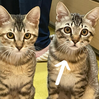 キジトラ　6ヶ月　オス