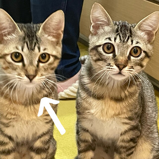 キジトラ　6ヶ月　メス