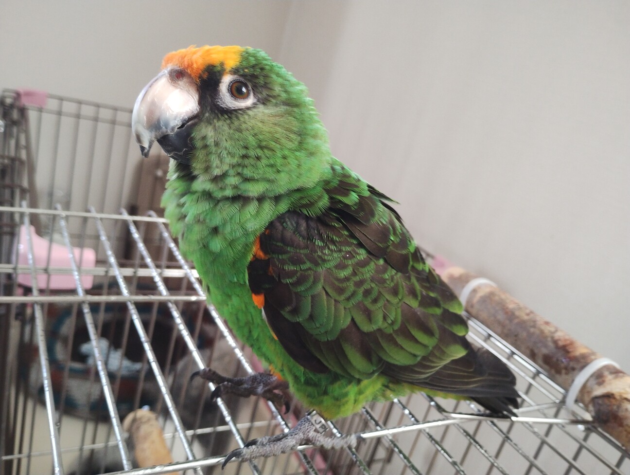 ズアカハネナガインコの剥製(幼鳥) インコ販売情報 ズアカハネナガインコ 男の仔 雛達 2羽 お譲りし