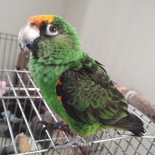 ズアカハネナガインコ 男の子 3歳