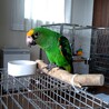 ズアカハネナガインコ 男の子 3歳 サムネイル2