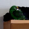 ズアカハネナガインコ 男の子 3歳 サムネイル3
