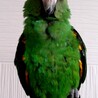 ズアカハネナガインコ 男の子 3歳 サムネイル4