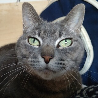 人なれ抜群　美猫ちこちゃん