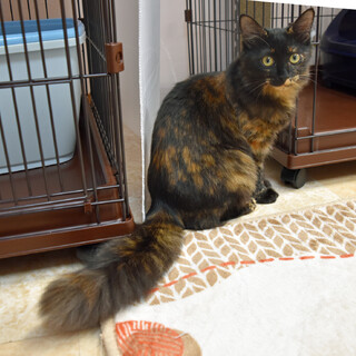 愛嬌たっぷりスリゴロのサビ女の子