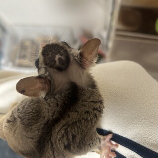 里親様が決まりました！