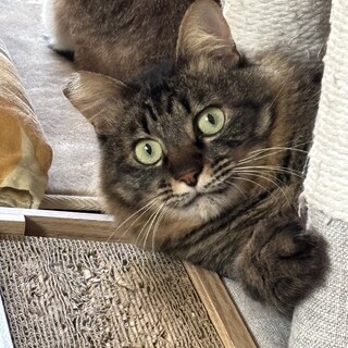 ビビりな甘えん坊！きいろくん