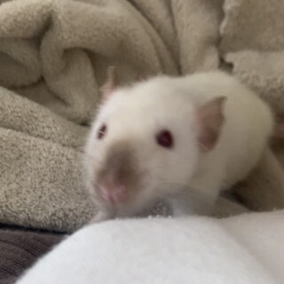 ファンシーラット 2匹