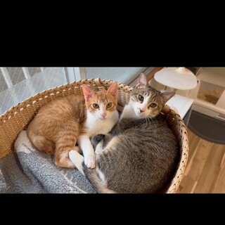 ずっとのお家探してます⭐︎