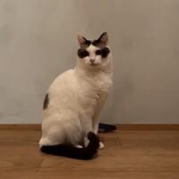 しらたま