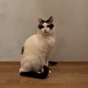 しらたま