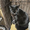 2/2くったん譲渡決定です。有り難うございます。 サムネイル2