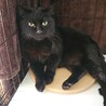 2/2くったん譲渡決定です。有り難うございます。 サムネイル3