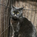 2/2くったん譲渡決定です。有り難うございます。
