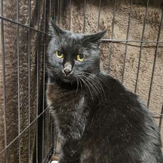 2/2くったん譲渡決定です。有り難うございます。