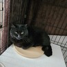 2/2くったん譲渡決定です。有り難うございます。 サムネイル5