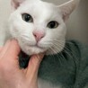 家族になってください サムネイル2