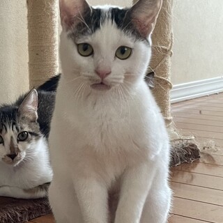 ありがとうございました★雉白ホッチキスちゃん