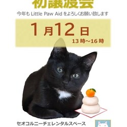 三重県桑名市1月12日(日)リトルパウエイド譲渡会
