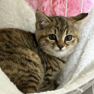 カギ尻尾がポイントの❤︎クリちゃん