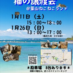 子猫いっぱい湘南地区最大級ワクワク譲渡会