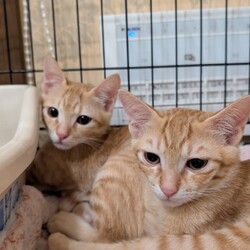 葉山ねこねこランド保護猫譲渡会