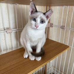 葉山ねこねこランド保護猫譲渡会 サムネイル2