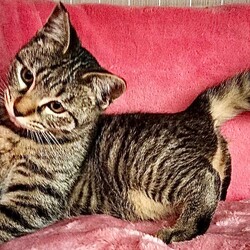 猫の譲渡会/緑生涯学習センター