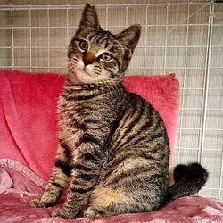 猫の譲渡会/緑生涯学習センター サムネイル2