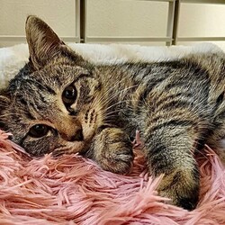 猫の譲渡会/緑生涯学習センター サムネイル3